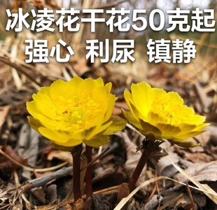 东北野生冰凌花 干货50克 包邮 不满意包退 金盏花 金盅花 福寿草