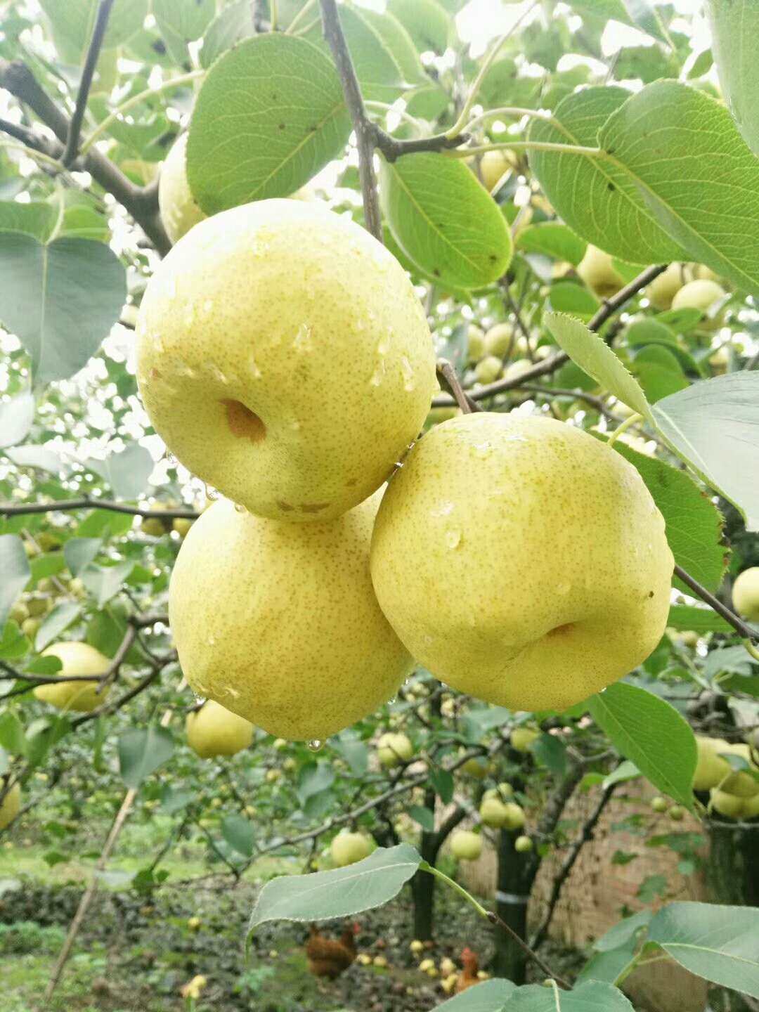 宁陵酥梨金顶谢花酥梨现摘装箱当季水果10斤包邮