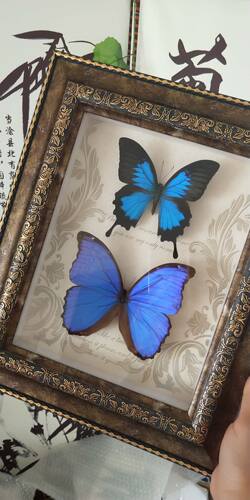 真蝴蝶标本工艺品情人节生日求婚礼物可定制对蝶新品热卖装饰展览