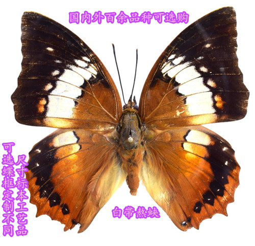 真蝴蝶标本工艺品百余品种摆件学生创意礼物新品装饰画可定制家装