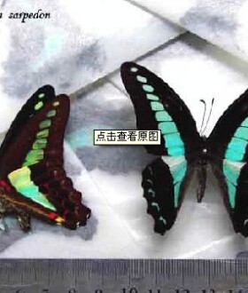 蝴蝶标本工艺品家装科普展览送礼