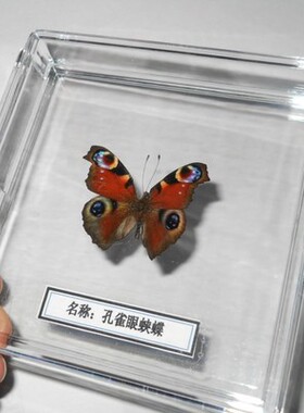 蝴蝶标本工艺品家装科普展览送礼