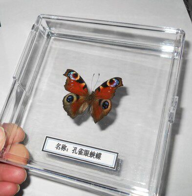 蝴蝶标本工艺品家装科普展览送礼