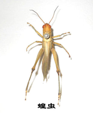 昆虫标本新品热卖A1品质150品种促销可定制家装电视墙未展姿