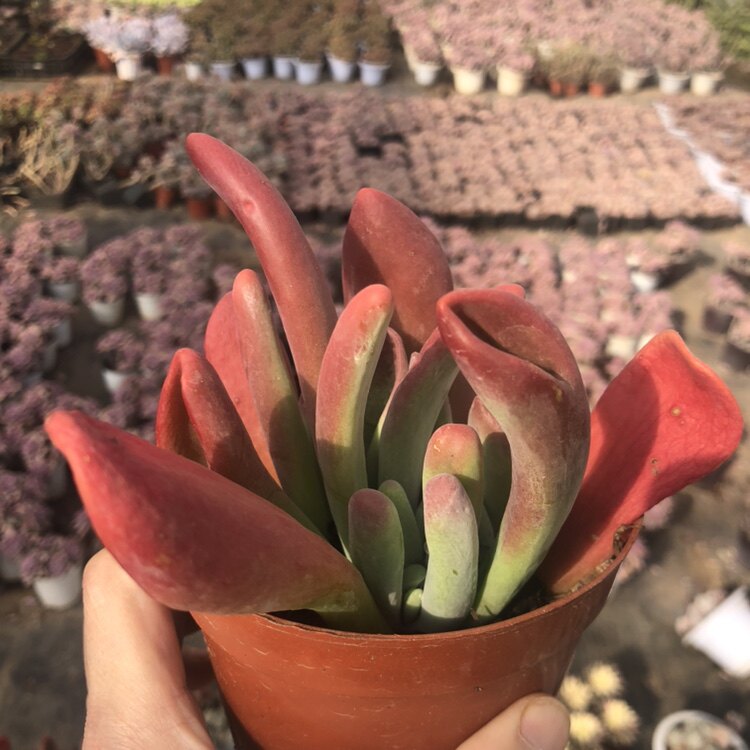 瀚明鑫多肉火狐狸多肉植物稀有贵货新款多肉植物变异唐印狐狸尾巴