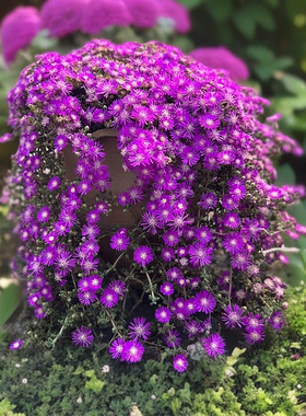 枝干番杏 多肉植物群生多头垂吊开花肉肉绿植盆栽花卉晶莹剔透
