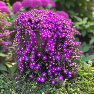 枝干番杏 多肉植物群生多头垂吊开花肉肉绿植盆栽花卉晶莹剔透