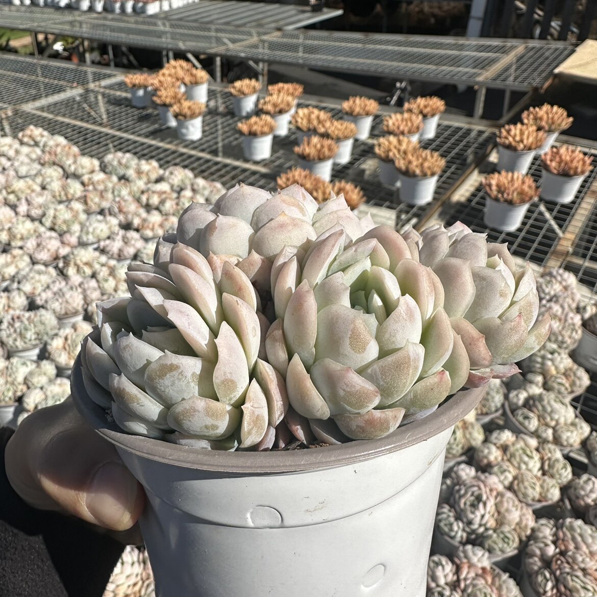 瀚明鑫多肉 冰梅 多头群生单头日系冰梅群 云南精品多肉