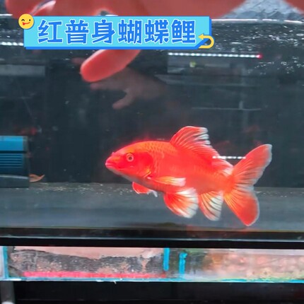 红色蝴蝶鲤大鳍大尾观赏鱼台湾纯种贵妃锦鲤淡水鱼好养耐活冷水鱼