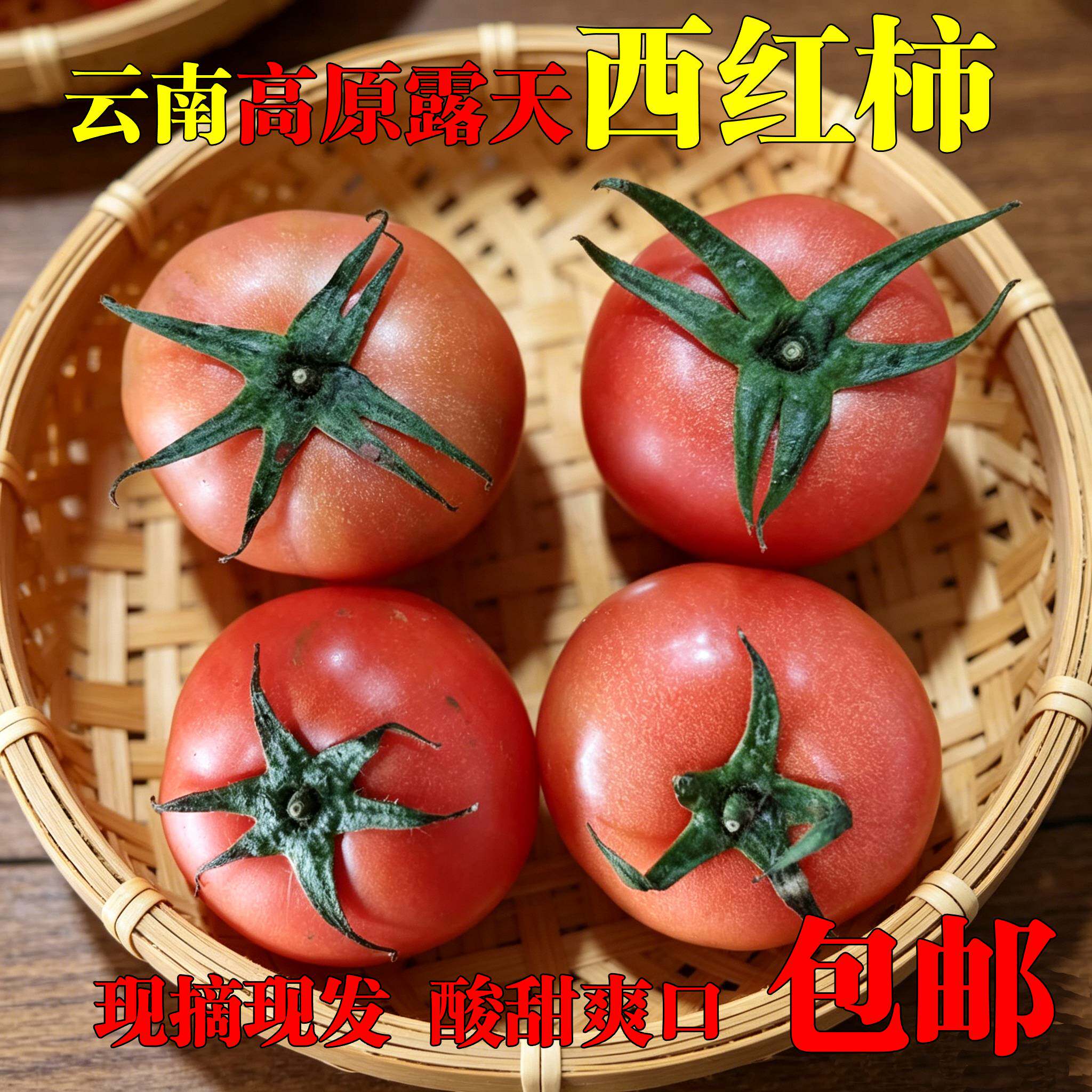 云南高原露天自然熟生吃番茄