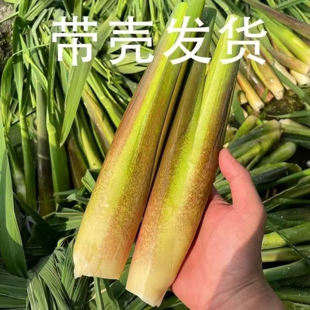 云南现摘现发老品种茭瓜