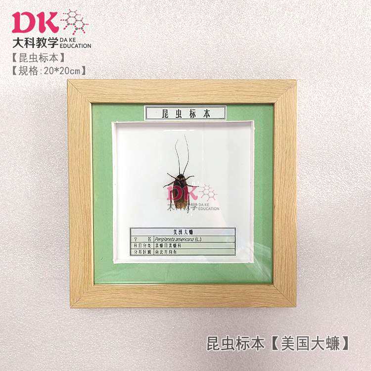 大科厂家直销 昆虫标本展示教学 菱斑食植瓢虫美国大蠊金星步甲