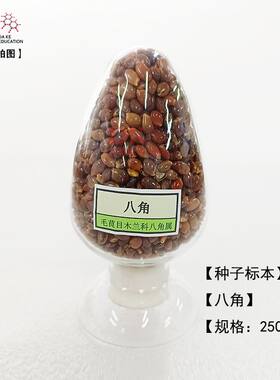 大科教学  鸡心瓶种子标本  八角  稗草 刀豆  蓖麻  常春油麻藤