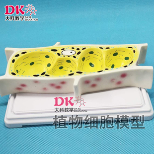 植物细胞模型 示细胞辟 细胞膜 细胞核 核仁和液泡等结构