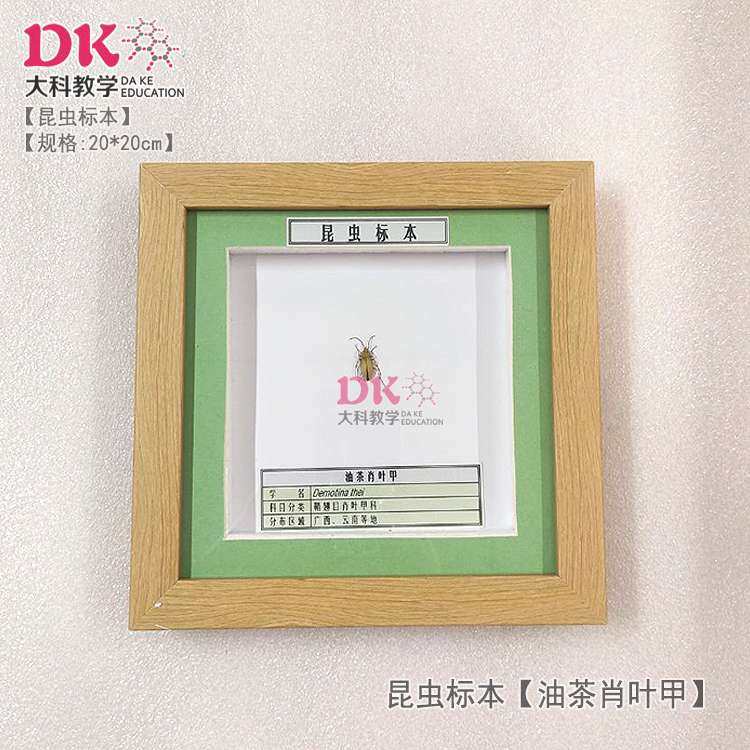 大科厂家直销 昆虫标本展示教学 毛黄鰓金龟大腹园蛛油茶肖叶甲