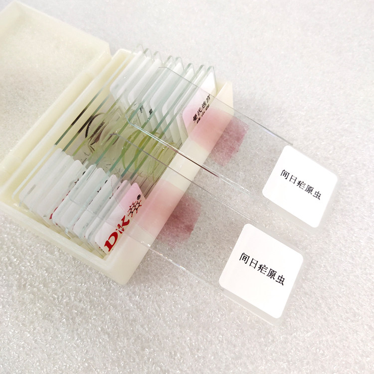 大科教学 寄生虫类 高等教学显微玻片 间日疟原虫 生物切片标本