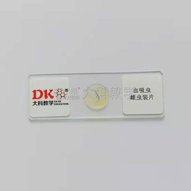 血吸虫雌虫装片  10片/盒 生物玻片标本 中小学使用