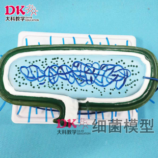细菌模型 示细菌的横截面 鞭毛、包涵体、质粒和染色体的典型构