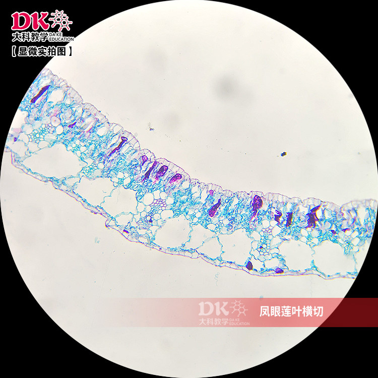 生产厂家显微镜玻片 植物标本  凤眼莲叶横切,文具电教/文化用品/商务用品,教学仪器/实验器材,淘宝优惠券,粉丝福利购,淘宝优惠卷