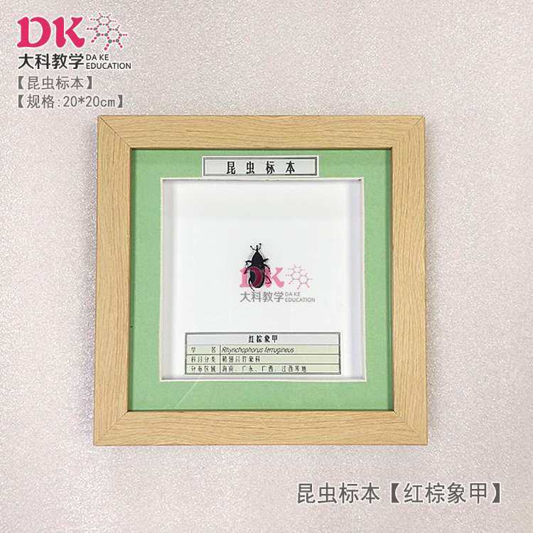 大科厂家直销 昆虫标本 展示教学 广腹螳螂红棕象甲桑黄迷萤叶甲