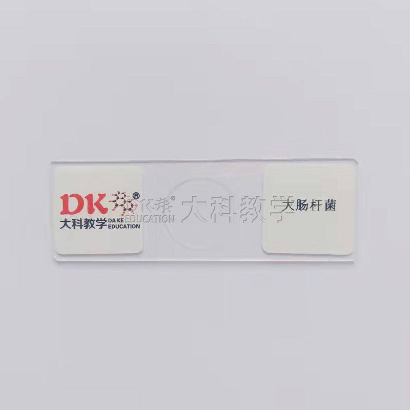 大肠杆菌涂片  10片/盒  生物切片标本 中小学专用