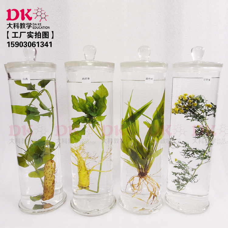 植物浸泡标本 浸渍标本 药用标本 山药 西洋参 淡竹叶 甘野菊