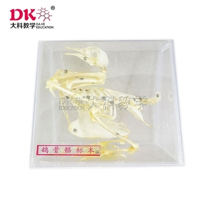 大科教学 鸽骨骼 动物标本 实验室教学器材用品 标本室展览展示