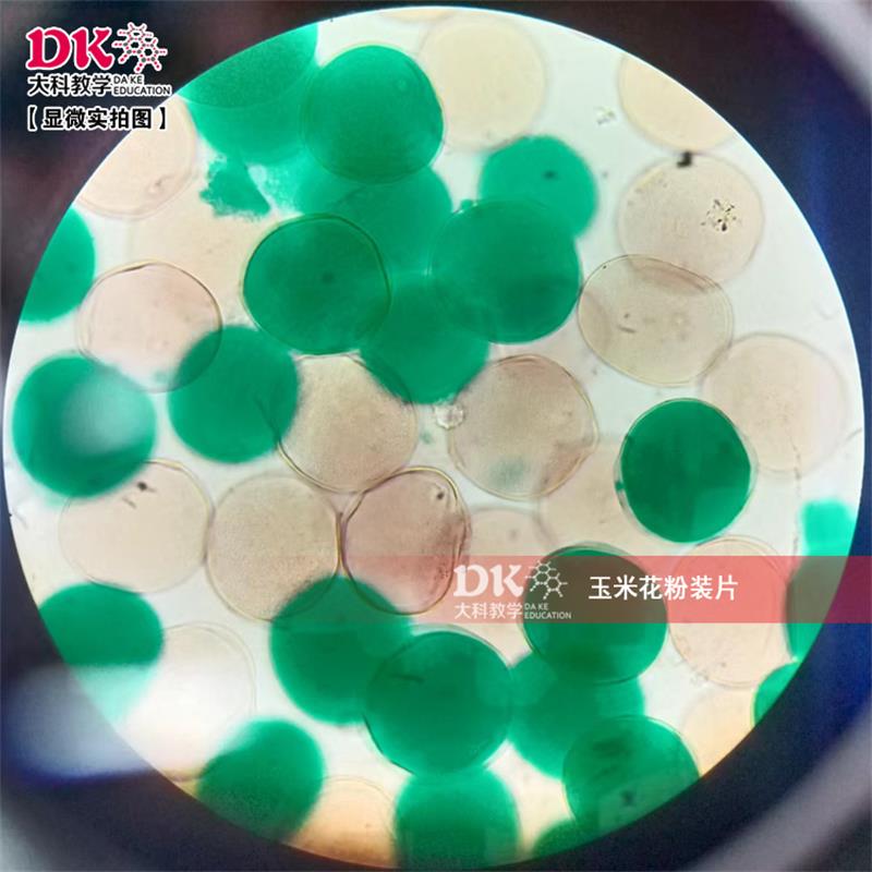 生产厂家定制 生物显微镜玻片 生物切片 植物切片 玉米花粉装片