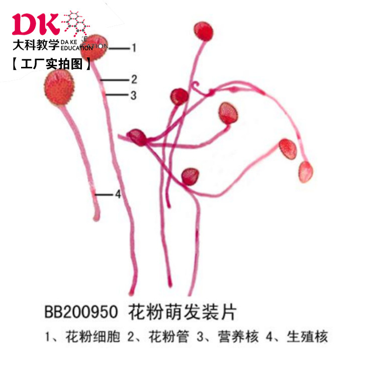 花粉萌发装片  10片/盒  生物切片 玻片标本 中小学专用,文具电教/文化用品/商务用品,教学仪器/实验器材,淘宝优惠券,粉丝福利购,淘宝优惠卷
