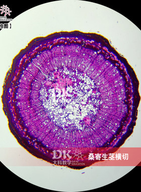 中草药 桑寄生茎横切 高等教学 植物学生物切片 教学显微玻片