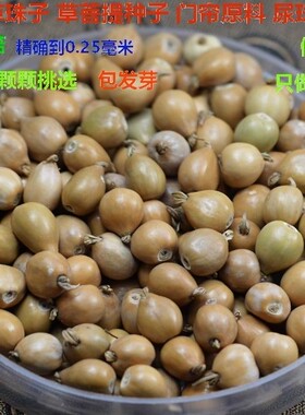 草珠子手串门帘 原料 草珠子门帘 佛珠原料草珠子苗菩提佛珠男女