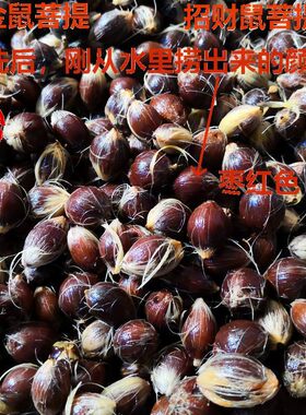 按斤菩提子手工挑选雕刻紫金鼠