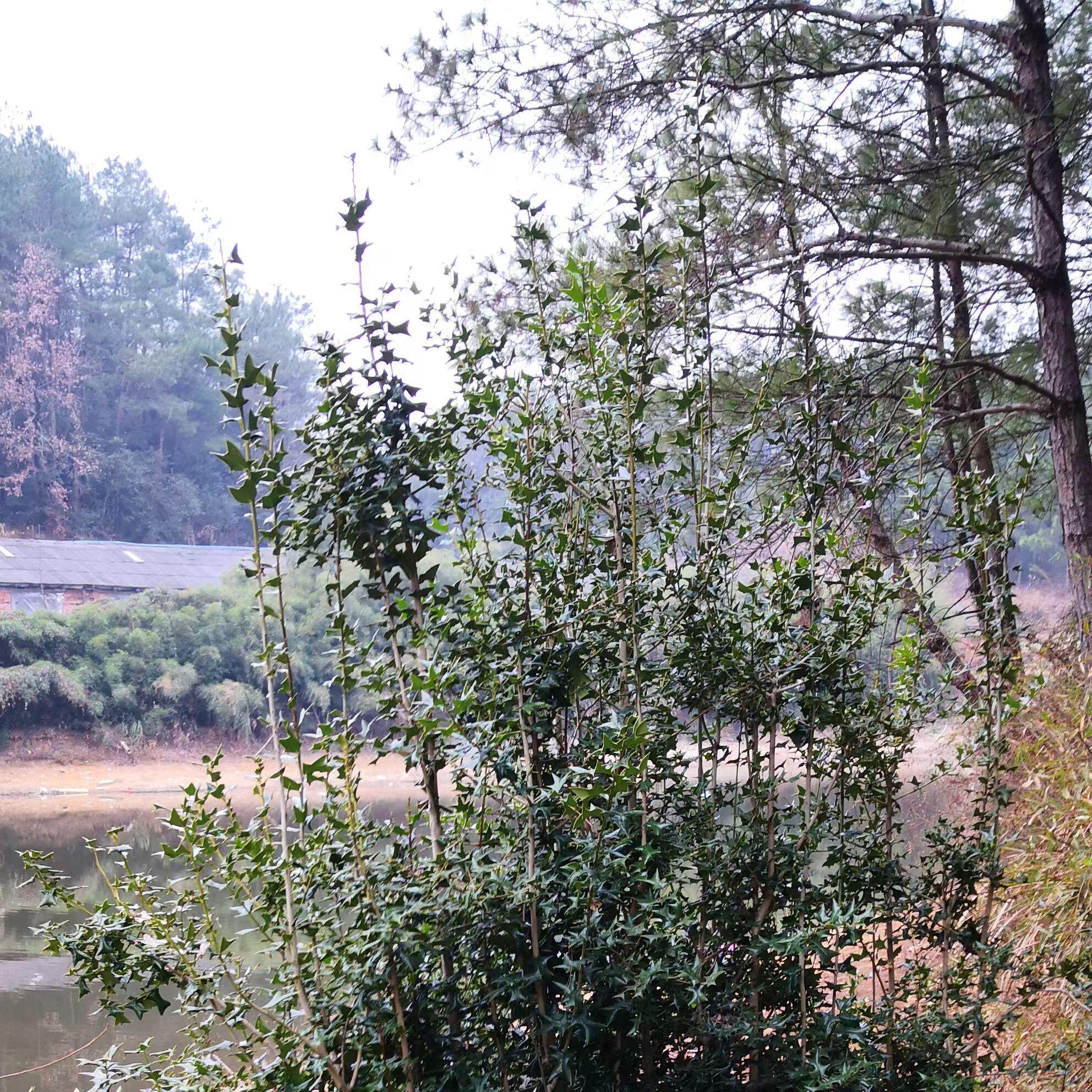 枸骨高山枸骨盆景桩常绿盆景绿植可定挖一本原桩素材