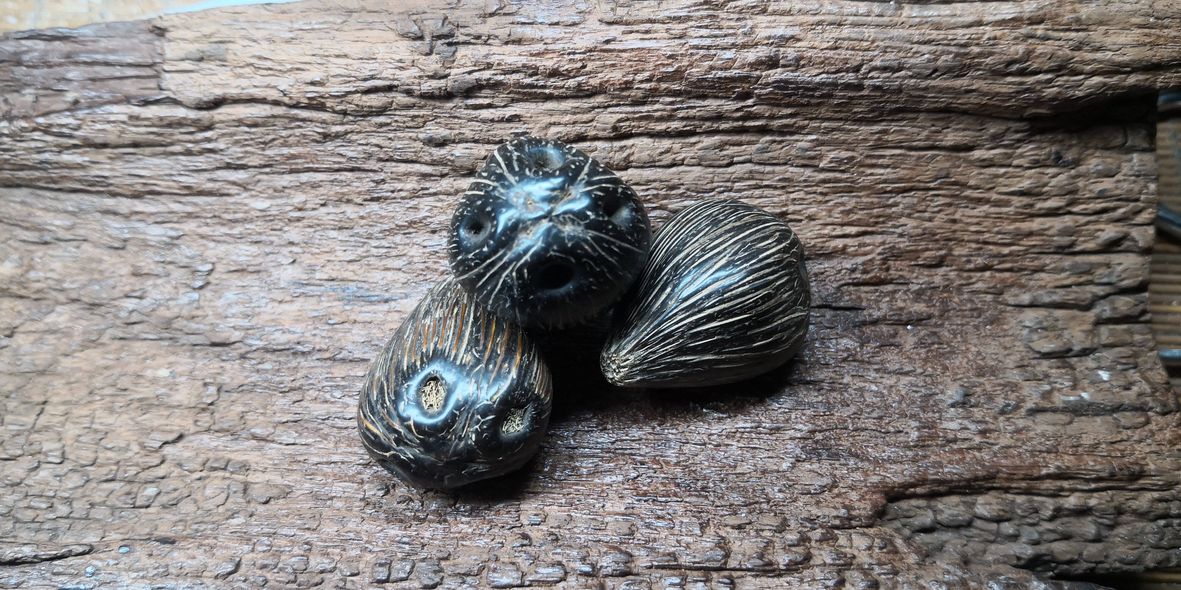 四眼金猪菩提金猪菩提散籽十八菩菩提