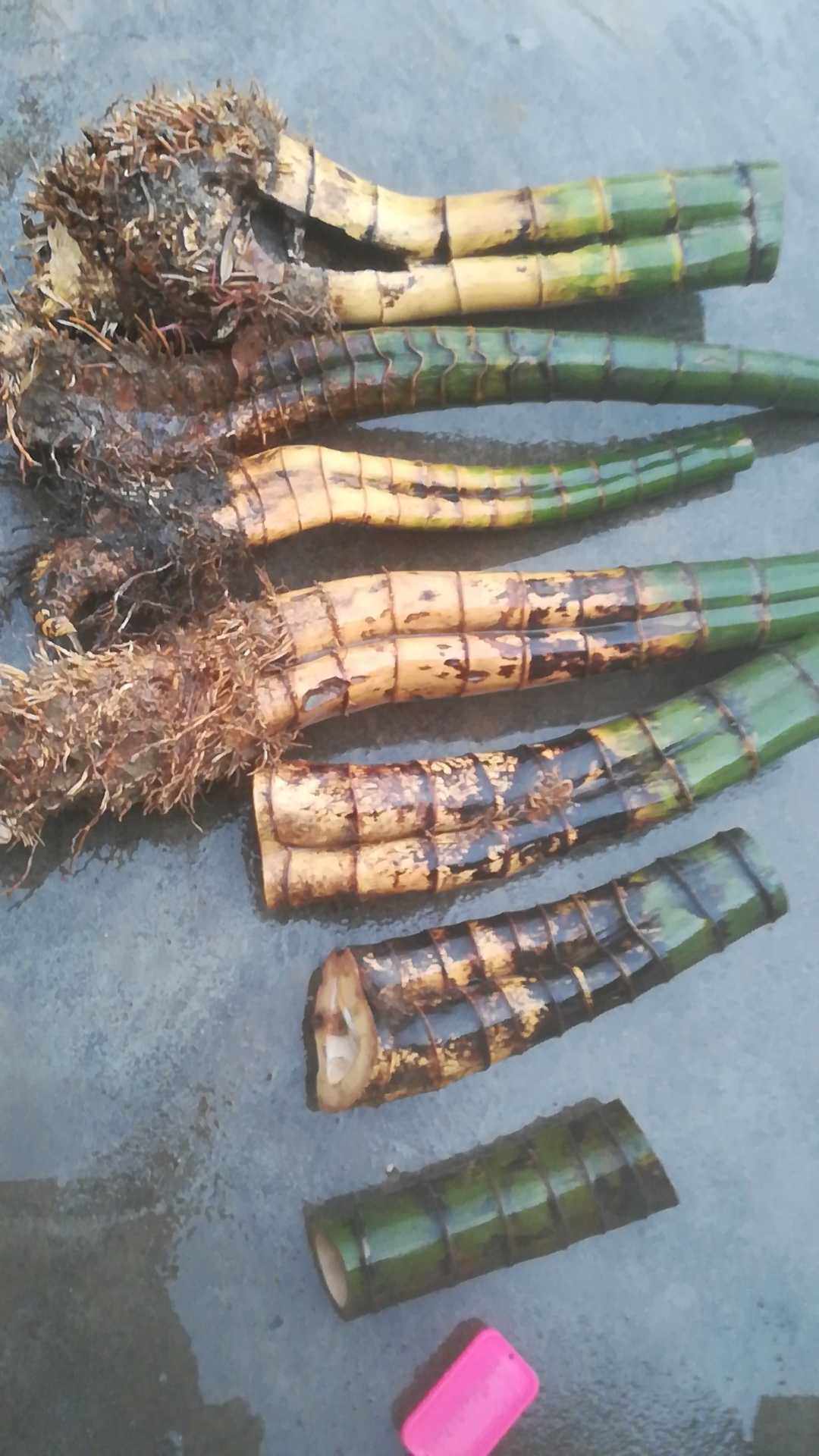 竹雕原料楠竹斑竹梅竹竹根竹鞭异型竹虫噬竹变形竹笔筒画筒茶叶罐