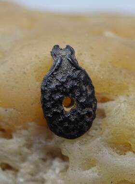 圣牌菩提子仙枝菩提先知菩提象牙果大金丝菩提雕刻核雕定做加工