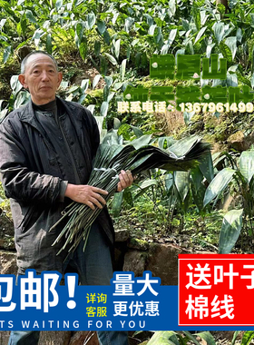 峨眉山纯天然新鲜粽叶非竹叶绿色清香盆栽植物100张小号