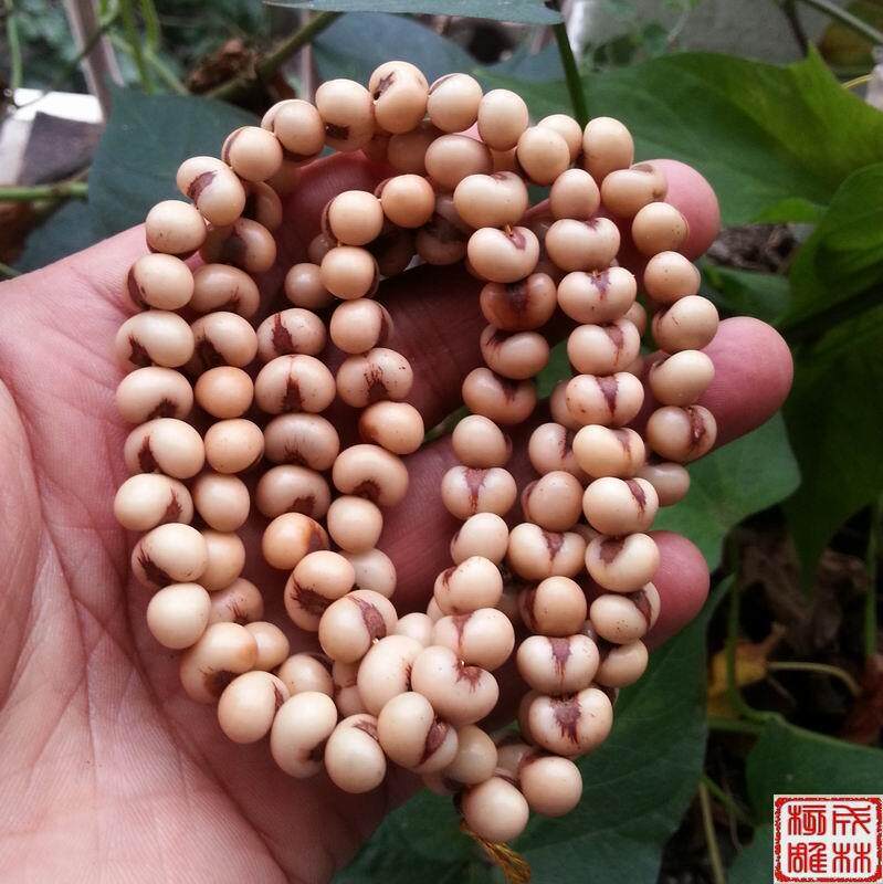 金佛草菩提 金佛珠菩提 小佛眼菩提 紫金钵盂 柏香籽 金钵菩提子