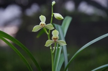 茈林兰轩（含玉）建兰经典水仙瓣四季兰花苗国兰绿植花卉盆栽植物