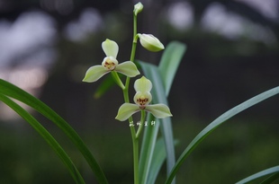 含玉 茈林兰轩 建兰经典 水仙瓣四季 兰花苗国兰绿植花卉盆栽植物