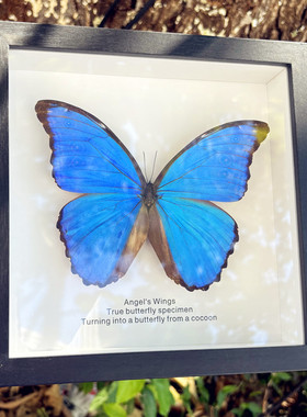 大蓝闪蝶真蝴蝶标本相框摆件罕见生日礼物天堂凤蝶爱神猫头鹰成品