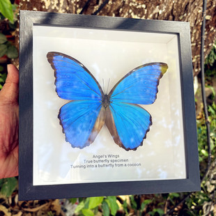 大蓝闪蝶真蝴蝶标本相框摆件罕见生日礼物天堂凤蝶爱神猫头鹰成品
