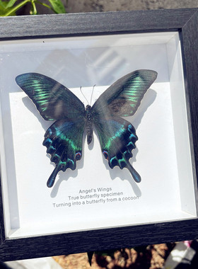绿带翠凤蝶真蝴蝶标本昆虫相框摆件装饰画女生生日礼物520情人节