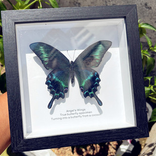 绿带翠凤蝶真蝴蝶标本昆虫相框摆件装饰画女生生日礼物520情人节
