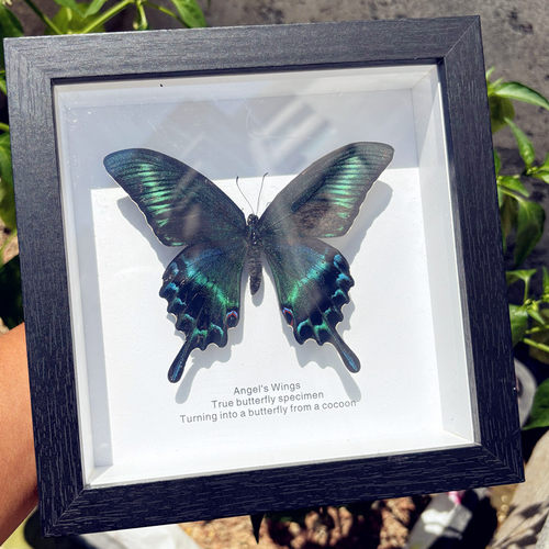 真蝴蝶标本相框摆件成品装饰画
