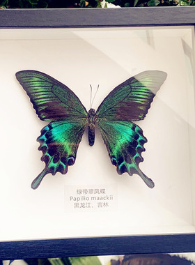 绿带翠凤蝶真蝴蝶标本相框昆虫标本展示框摆件家居装饰画生日礼物
