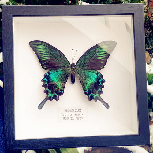 真蝴蝶标本相框式摆件