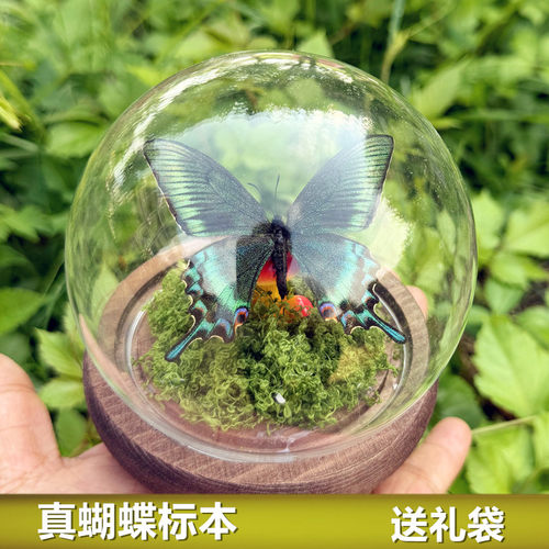 真蝴蝶标本玻璃球罩摆件已展翅成品绿带翠凤蝶生日礼物儿童观赏