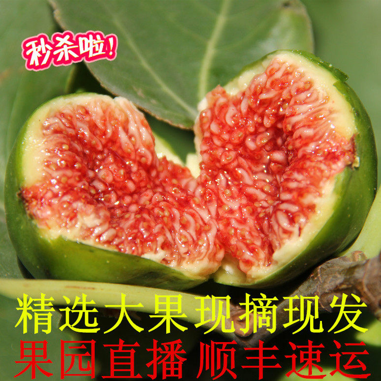 威海特产泊于青皮无花果纯绿色现摘现发新鲜精选大果顺丰空运包邮