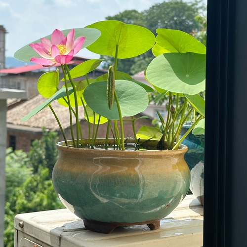 碗莲陶瓷花盆荷花盆睡莲花盆陶瓷水培花盆复古大号花盆